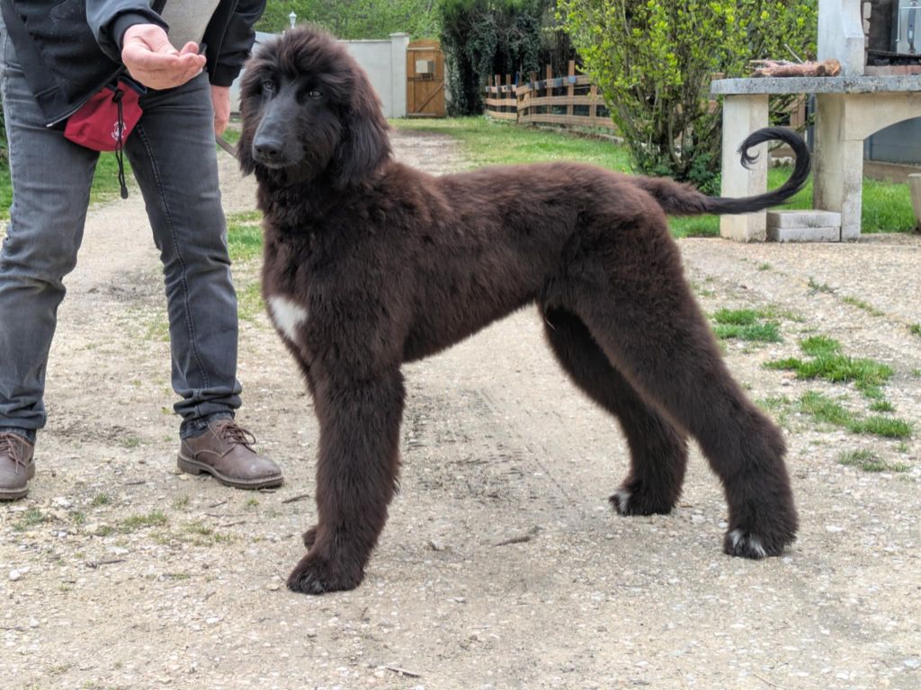Armaqan - Chiots disponibles - Levrier afghan